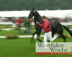broodmare Diadora (Westphalian, 2008, from Diamond Hit)