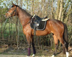 dressage horse Sweet little Lady 2 (Oldenburg, 2007, from Quidamo)