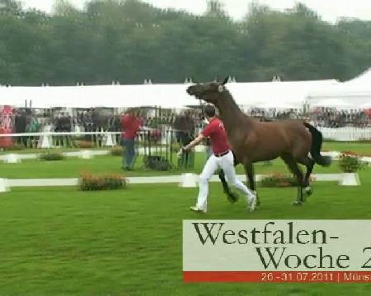 Zuchtstute Florett 159 (Westfale, 2008, von Florestan I)