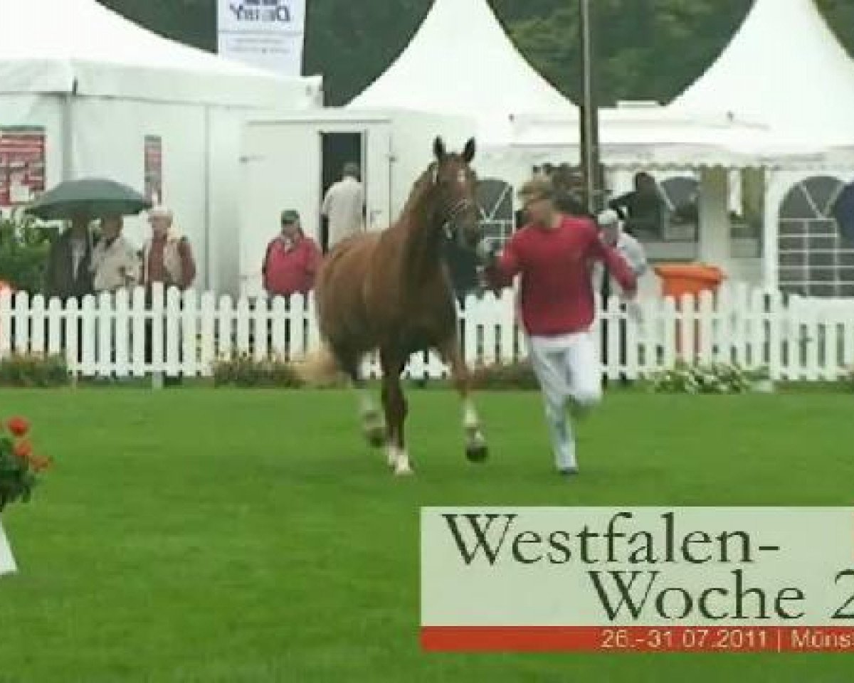 Zuchtstute Bella Bionda (Westfale, 2008, von Biasini)