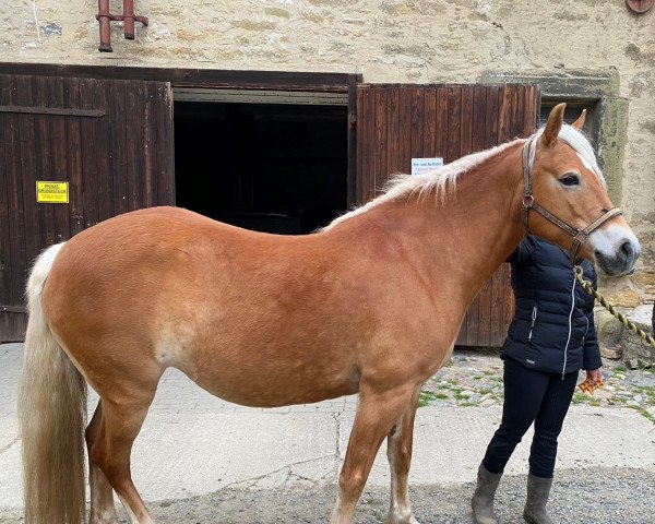 Zuchtstute Halisa (Haflinger, 2011, von Avignon)