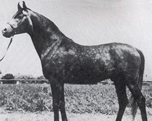 stallion Gedymin ox (Arabian purebred, 1968, from Gwarny ox) stallion Gedymin ox (Arabian purebred, 1968, from Gwarny ox)