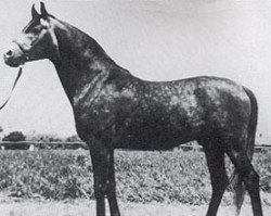 stallion Gedymin ox (Arabian purebred, 1968, from Gwarny ox)