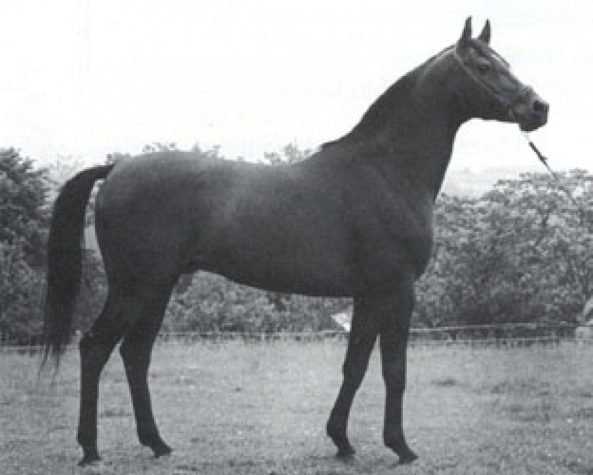 stallion Embargo ox (Arabian purebred, 1975, from Gedymin ox)