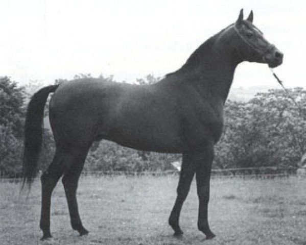 stallion Embargo ox (Arabian purebred, 1975, from Gedymin ox)