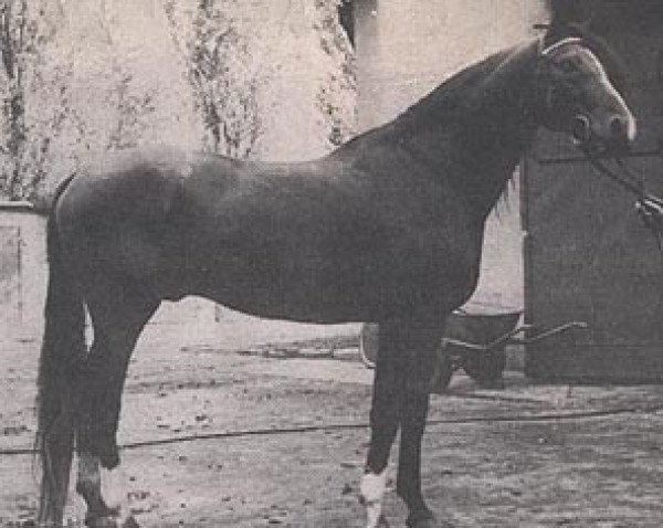 stallion Woroblin ox (Arabian purebred, 1977, from Gedymin ox)