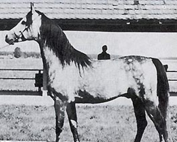 stallion Dylemat ox (Arabian purebred, 1974, from Gedymin ox)