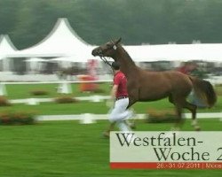 broodmare Butterfly 88 (Westphalian, 2008, from Bravissimo)