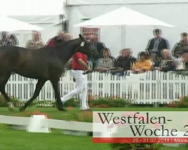 broodmare Latina (Westphalian, 2008, from Lissabon 29)