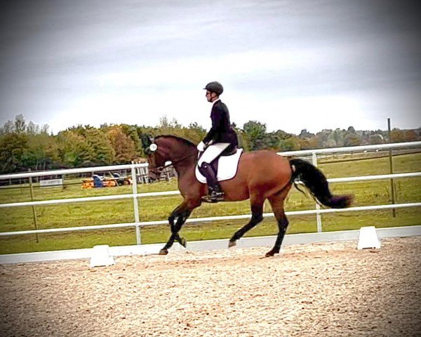 horse Zucchero EM (German Sport Horse, 2018, from Zackman M)