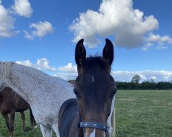horse Casallitas (Holsteiner, 2022, from Casall Ask)
