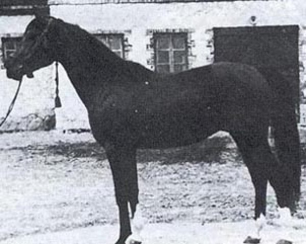 stallion Equifor ox (Arabian purebred, 1951, from Amurath Sahib 1932 ox)