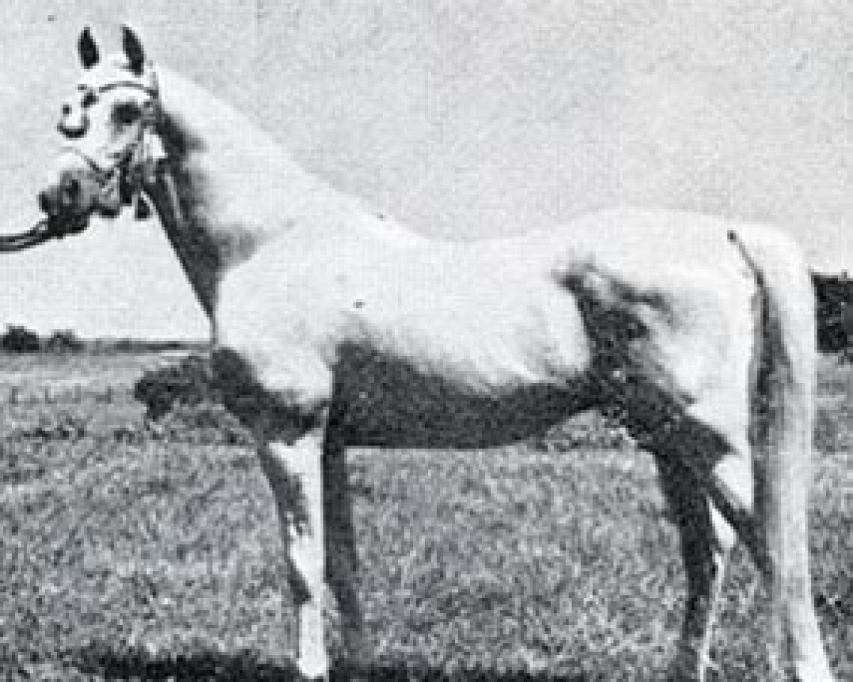 stallion Sulejman ox (Arabian purebred, 1934, from Fetysz ox 1924)