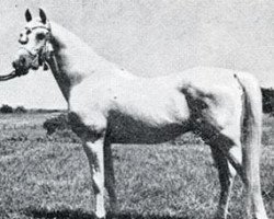 stallion Sulejman ox (Arabian purebred, 1934, from Fetysz ox 1924)