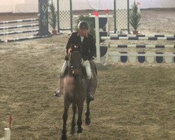 Cavallo da salto Empire 167 (Holsteiner, 2000, di Exorbitant xx)