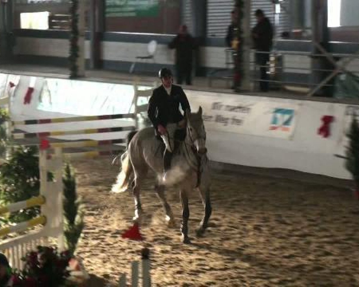 jumper Zeus Zufall (German Sport Horse, 2004)