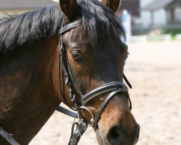 Pferd Davidoff (Deutsches Reitpony, 2002)