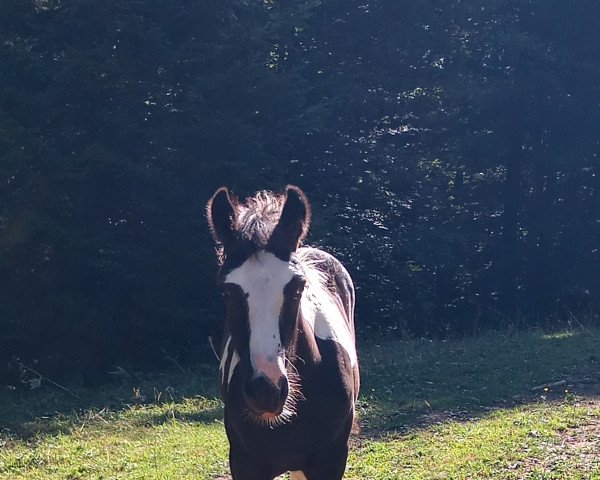 broodmare Soraja (Tinker / Irish Cob / Gypsy Vanner, 2022, from Hermits Conquest)