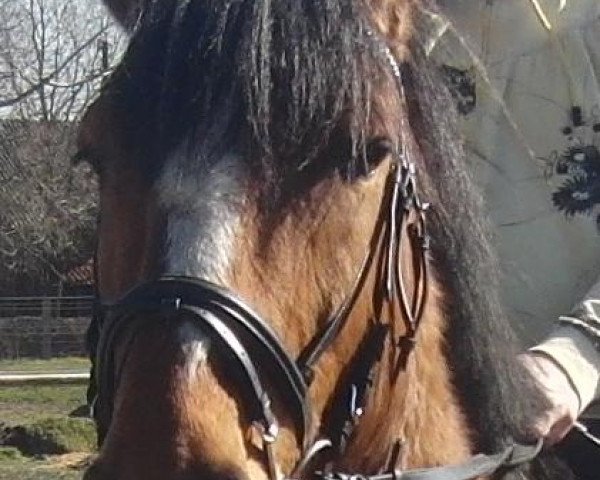 dressage horse Billie 22 (German Warmblood, 2001)