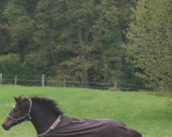 Springpferd Lucky Moon (New-Forest-Pony, 1996, von Lambada)