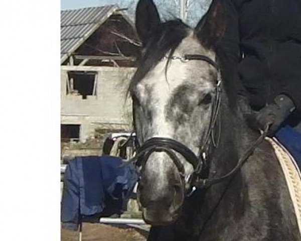 horse So Lovely 2 (Westphalian, 2006, from Stubbendorff)