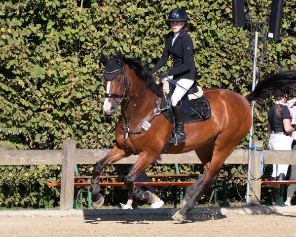 dressage horse Einstein (Westphalian, 2005, from Ehrentusch)