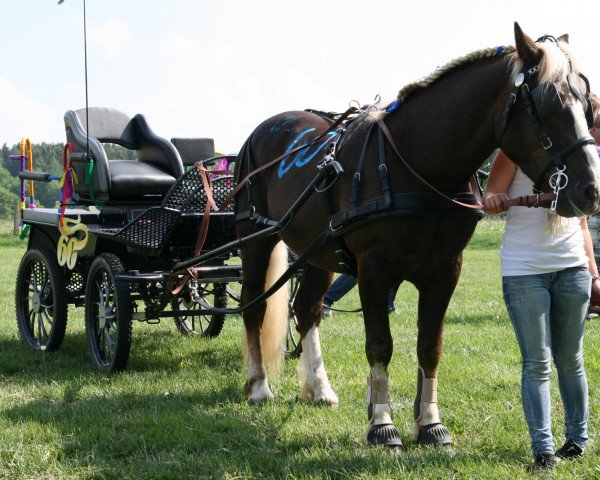 dressage horse Mikado (Black Forest Horse, 2006, from Milan)