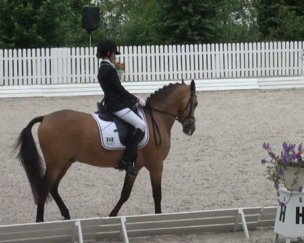 Dressurpferd GP (Deutsches Reitpony, 2002, von Good Guffi)