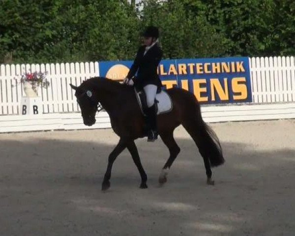 dressage horse Peppino 104 (German Riding Pony, 2000, from FS Pour l'Amour)
