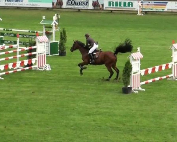 broodmare Numero Lauda (Westphalian, 2005, from Numero Uno)