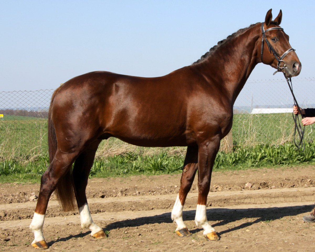 Deckhengst Lico D'Or (Oldenburger, 2007, von Licotus)