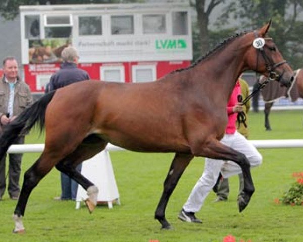 broodmare Elana (Westphalian, 2008, from Ehrenmann)