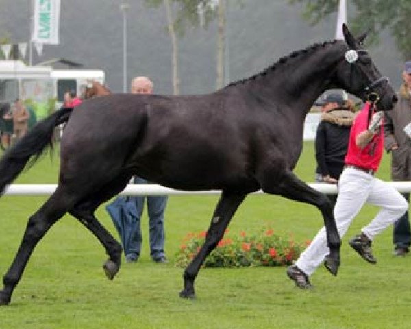 broodmare Downtown Girl (Westphalian, 2008, from Don Frederico)