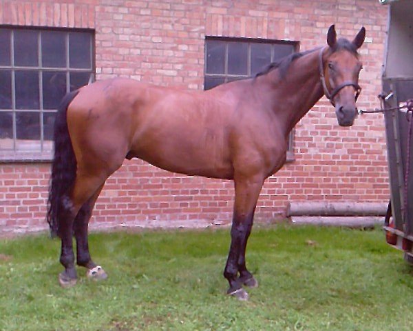 jumper Paulus 34 (Hanoverian, 2002, from Prestige Pilot)