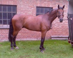 jumper Paulus 34 (Hanoverian, 2002, from Prestige Pilot)