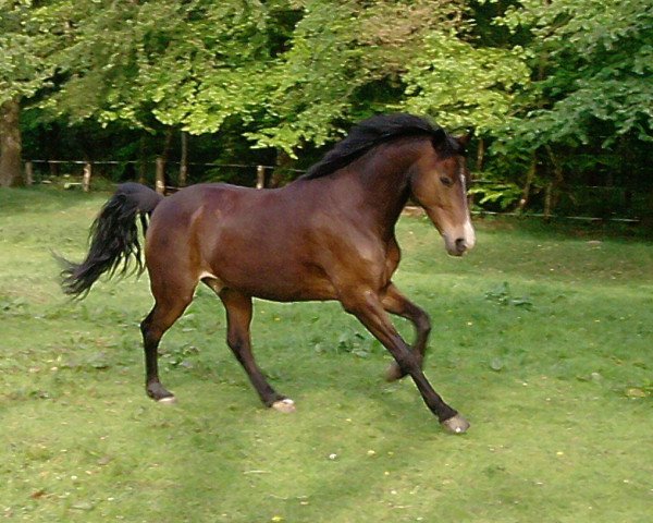 dressage horse Darcys Carlow (Appaloosa, 2010)