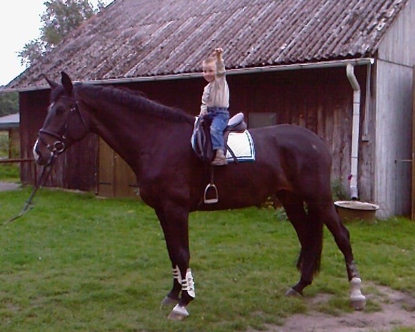 horse Licentro (Hanoverian, 2003, from Lacantus)