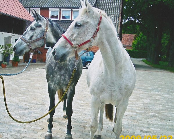 broodmare Gila (Hanoverian, 1995, from Gibraltar)