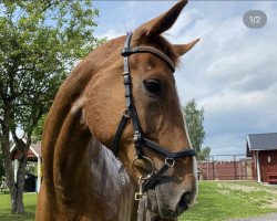 dressage horse Sir Rohdi SP (Hanoverian, 2008, from Sir Donnerhall I)