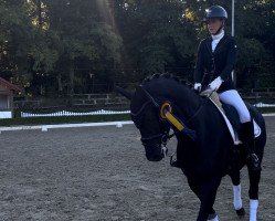 dressage horse Fortune & Fame (Hanoverian, 2017, from Fürstenball)