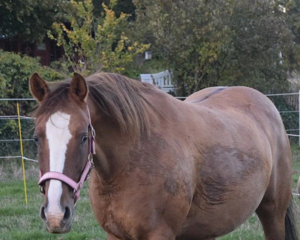 broodmare Ginger (German Riding Pony, 2007, from FS Don't Worry)