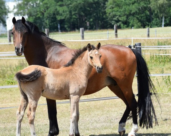 horse Golden Darling EM (German Riding Pony, 2022, from Golden Daim F)