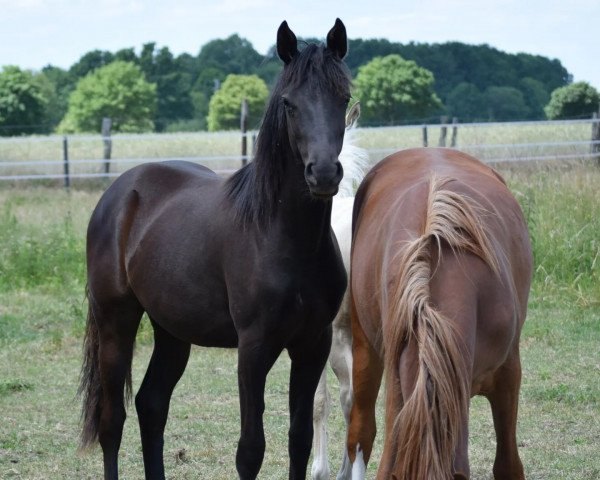 horse Ma Belle (German Riding Pony, 2021, from D-Gold AT NRW)
