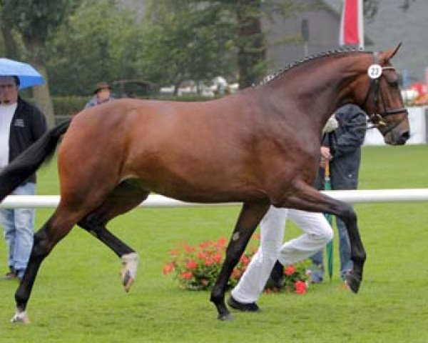 broodmare Dame de Pique (Westphalian, 2008, from Diamond Hit)