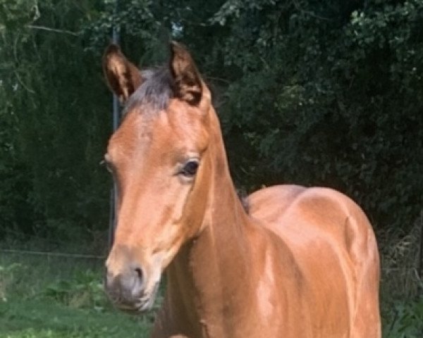 horse Gismo LT (Oldenburg, 2022, from Go for Romance PS)