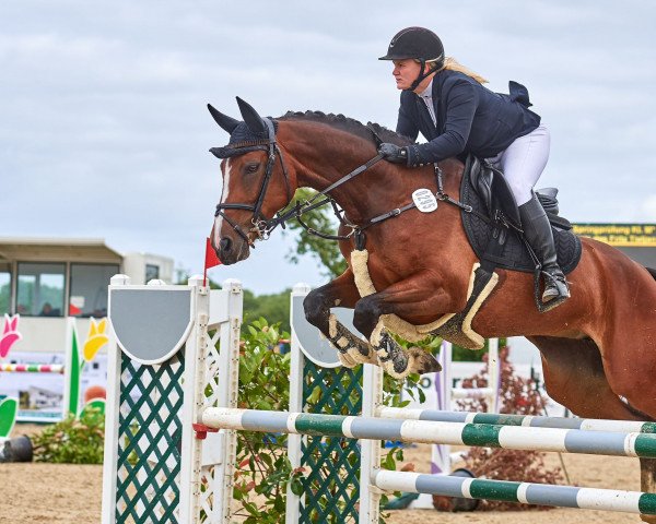 jumper Calina La Valiente (Oldenburg show jumper, 2016, from Cavtat PKZ)