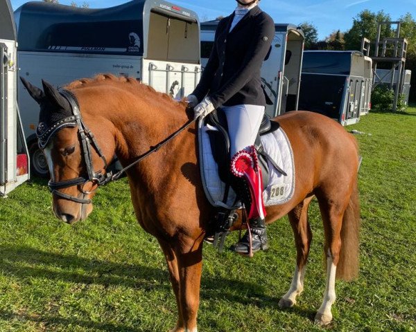 Zuchtstute Melli's Jenya (Deutsches Reitpony, 2018, von Da Vinci Hs)