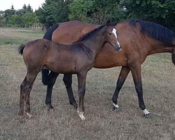 horse Bolle Z (Holsteiner, 2018, from Constanzehof's Barcley)