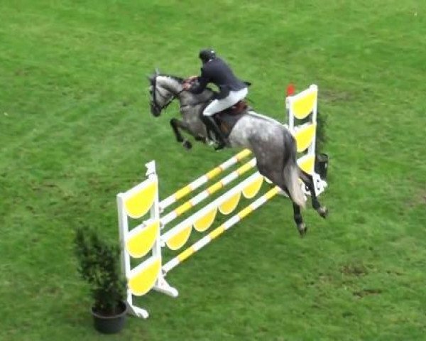 Springpferd Claire S (Holsteiner, 2005, von Cassini II) Springpferd Claire S (Holsteiner, 2005, von Cassini II)