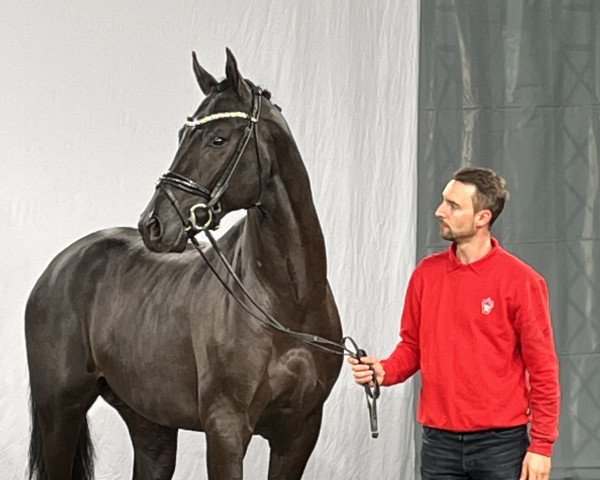 horse Emilino (Westphalian, 2020, from Escamillo)